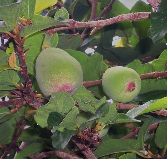 Descripción: D:\JM-disco duro\Vasculares x familia-todas\FOTOS\FOTOS CARPETAS DISCO ORIGINAL (SIN ORDEN)\FOTOS Y ARTICULOS SIN ORDENAR\Ficus pumila Foto Phuong Tran.jpg