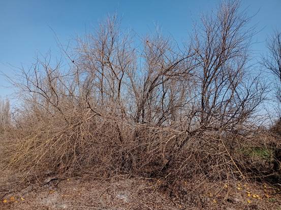 Descripci�n: Descripci�n: D:\flores x localidad\floraxlocalidad\Metropolitana\lampa-santa teresa-08-2020\maclura pommifera.jpg