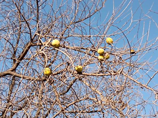 Descripci�n: Descripci�n: D:\flores x localidad\floraxlocalidad\Metropolitana\lampa-santa teresa-08-2020\Maclura pommifera (4).jpg