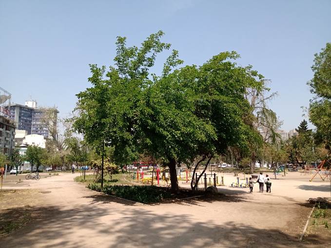 Descripci�n: D:\flores x genero\Ornamentales varias\Ornamentales\flora  ornamental\Morus alba (10).jpg