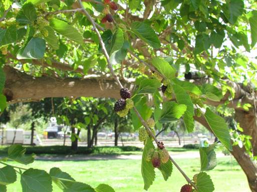 Descripci�n: D:\flores x genero\Ornamentales varias\Ornamentales\flora  ornamental\Morus alba (9).JPG