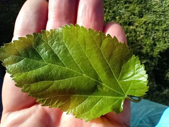 Descripci�n: D:\flores x genero\Ornamentales varias\Ornamentales\flora  ornamental\Morus alba (4).jpg