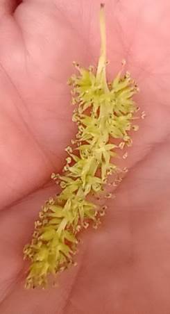 Descripci�n: D:\flores x genero\Ornamentales varias\Ornamentales\flora  ornamental\Morus alba (5).jpg