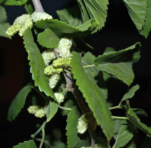 Descripci�n: D:\JM-disco duro\Vasculares x familia-todas\angiospermas-fotos-icon-textos\MORACEAE\Morus alba  Vicu�a  FJMB (2).JPG