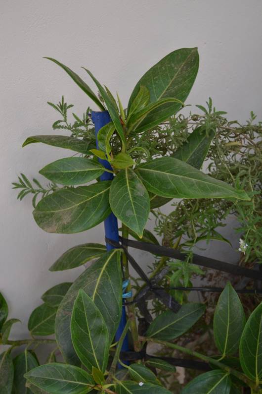 Descripci�n: D:\JM-disco duro\Vasculares x familia-todas\FOTOS\FOTOS  CARPETAS DISCO ORIGINAL (SIN ORDEN)\MORACEAE  DCJMB543\Ficus altissima  Origen La India    Foto Hotel Michell  FJMB654984 (227).JPG