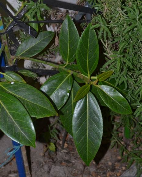 Descripci�n: D:\JM-disco duro\Vasculares x familia-todas\FOTOS\FOTOS  CARPETAS DISCO ORIGINAL (SIN ORDEN)\MORACEAE  DCJMB543\Ficus altissima (Moraceae)     Foto Hotel Michell  FJMB654984 (228).JPG