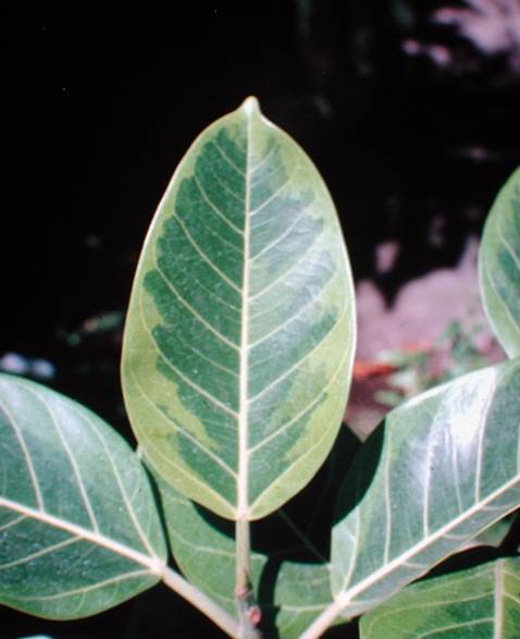 Descripci�n: D:\JM-disco duro\Vasculares x familia-todas\FOTOS\FOTOS  CARPETAS DISCO ORIGINAL (SIN ORDEN)\Documentos respaldados  DCJMB6554\VARIOS\FLORA\Ficus  altissima   JMB 2.JPG