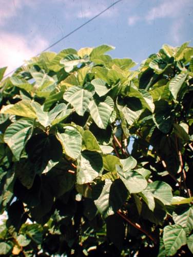 Descripción: D:\JM-disco duro\Vasculares x familia-todas\FOTOS\FOTOS CARPETAS DISCO ORIGINAL (SIN ORDEN)\Documentos respaldados DCJMB6554\VARIOS\Respaldo\Ficus auriculata JMB 8.JPG