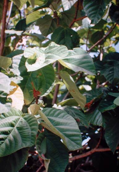 Descripción: D:\JM-disco duro\Vasculares x familia-todas\FOTOS\FOTOS CARPETAS DISCO ORIGINAL (SIN ORDEN)\Documentos respaldados DCJMB6554\VARIOS\Respaldo\Ficus auriculata JMB (2).JPG