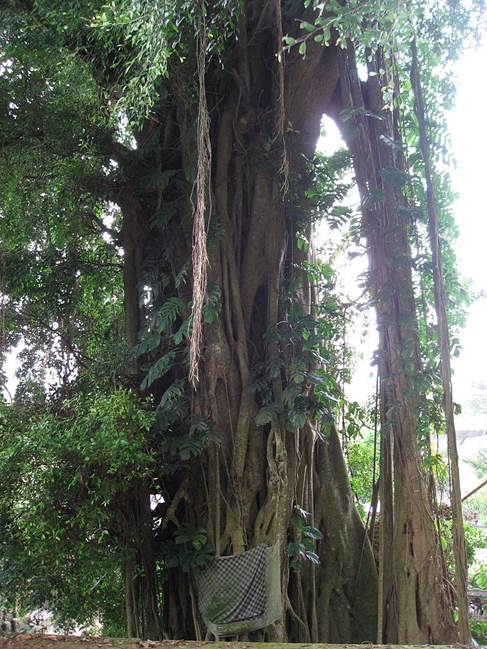 Descripci�n: Descripci�n: https://upload.wikimedia.org/wikipedia/commons/thumb/a/a0/Banyan_trunc_01_in_Tirtagangga_by_Line1.jpg/800px-Banyan_trunc_01_in_Tirtagangga_by_Line1.jpg