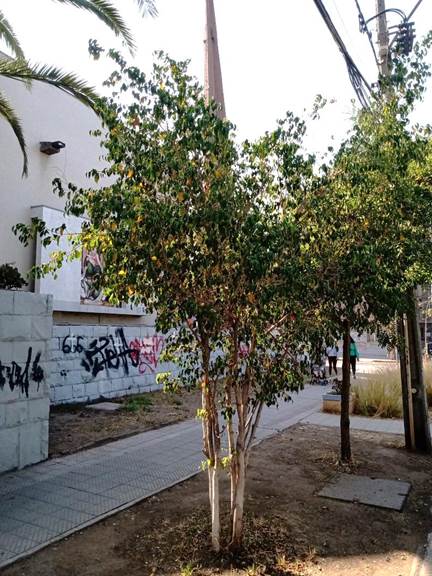 Descripción: Descripción: Descripción: C:\Users\amdx6\Desktop\ornamentales\IMG_20210121_101212413.jpg