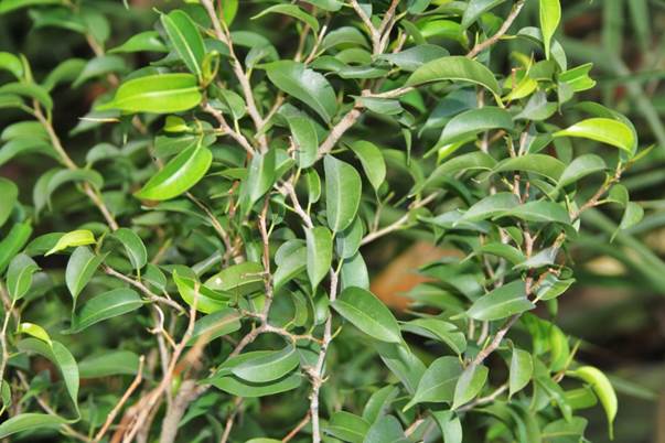 Descripcin: Descripcin: Descripcin: D:\JM-disco duro\Vasculares x familia-todas\angiospermas-fotos-icon-textos\MORACEAE\Ficus benjamina FJMB (1).JPG