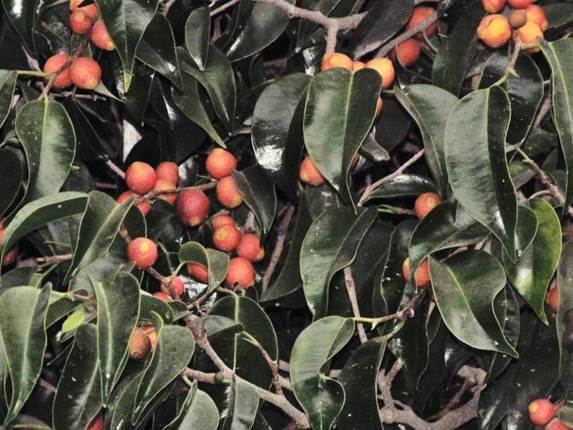 Descripción: Descripción: Descripción: D:\JM-disco duro\Vasculares x familia-todas\angiospermas-fotos-icon-textos\MORACEAE\Ficus benjamina Vallenar Mayo 2015 Foto Seba Teillier (1).JPG