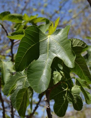 Descripción: D:\JM-disco duro\Vasculares x familia-todas\angiospermas-fotos-icon-textos\MORACEAE\Ficus carica Vicuña INIA FJMB (1).JPG