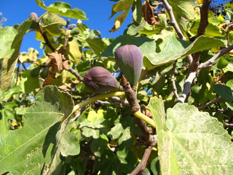 Descripción: D:\JM-disco duro\Vasculares x familia-todas\angiospermas-fotos-icon-textos\MORACEAE\Ficus carica FJA (1).jpg