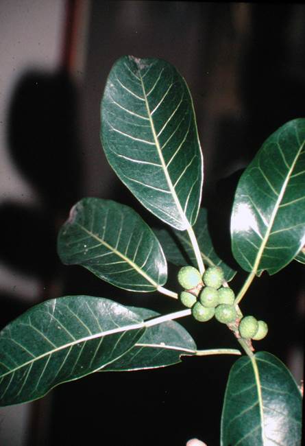 Descripci�n: D:\JM-disco duro\Vasculares x familia-todas\FOTOS\FOTOS  CARPETAS DISCO ORIGINAL (SIN ORDEN)\Documentos respaldados  DCJMB6554\VARIOS\FLORA\Ficus  nekbudu   JMB  3 (2).JPG