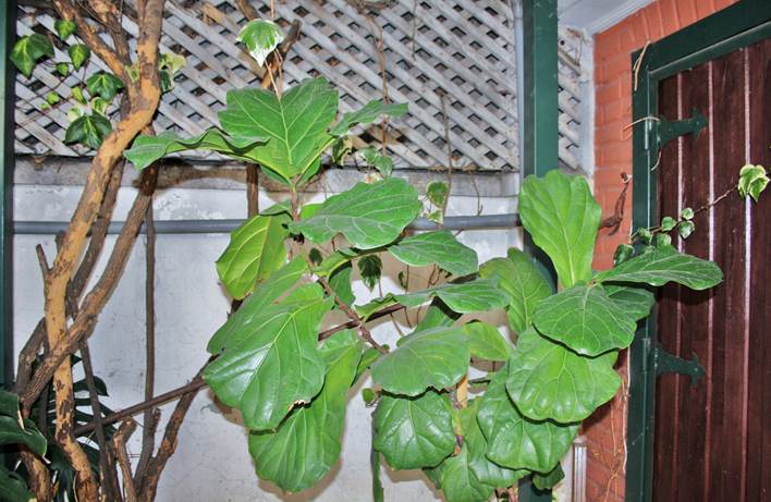 Descripción: Descripción: D:\JM-disco duro\Vasculares x familia-todas\FOTOS\FOTOS CARPETAS DISCO ORIGINAL (SIN ORDEN)\MORACEAE DCJMB543\Ficus lyrata FJMB0867 (5).JPG