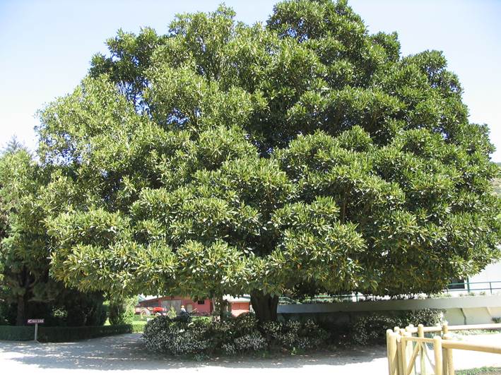 Descripción: Descripción: D:\JM-disco duro\Vasculares x familia-todas\FOTOS\FOTOS CARPETAS DISCO ORIGINAL (SIN ORDEN)\MORACEAE DCJMB543\Ficus macrophylla 002.jpg