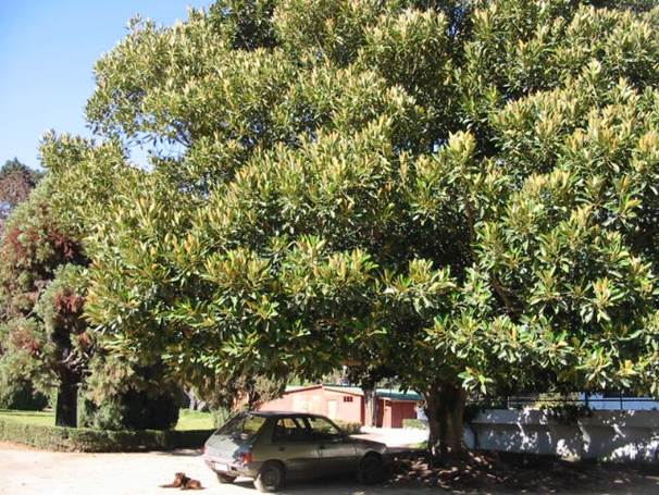 Descripción: Descripción: D:\JM-disco duro\Vasculares x familia-todas\FOTOS\FOTOS CARPETAS DISCO ORIGINAL (SIN ORDEN)\MORACEAE DCJMB543\Ficus macrophylla.jpg