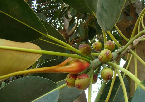 Descripción: Descripción: D:\JM-disco duro\Vasculares x familia-todas\FOTOS\FOTOS CARPETAS DISCO ORIGINAL (SIN ORDEN)\MORACEAE DCJMB543\Ficus macrophylla FSB.jpg