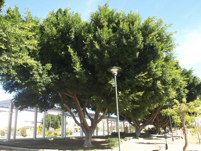 Descripción: Nombre científico: