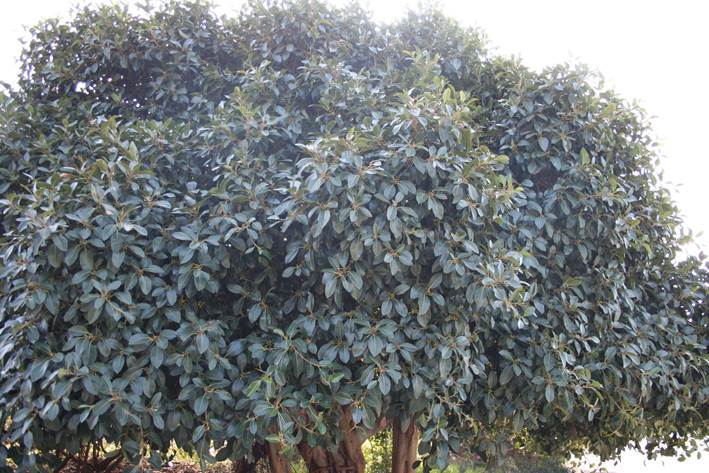Descripci�n: https://www.plantasvillor.com/wp-content/uploads/2019/12/Ficus-rubiginosa-port-jackson-fig.1-scaled.jpg