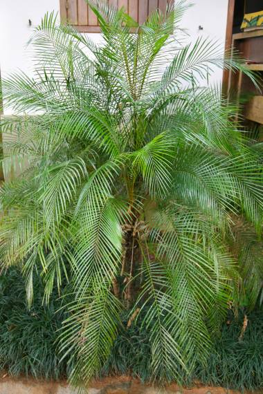 Syagrus weddelliana � Agu�, Ica, Microcoelum