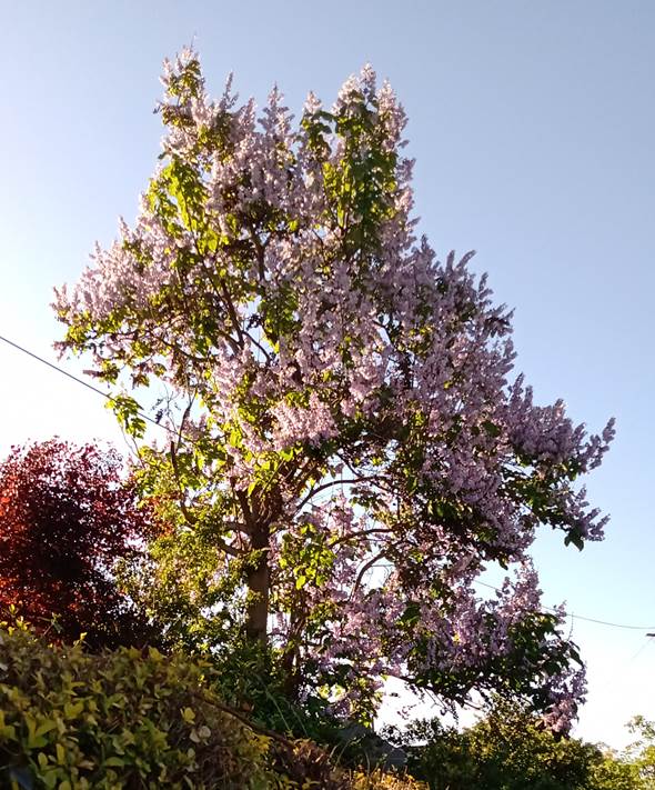 Descripción: D:\PUBLIC\trabajandolos\chloris chilensis pdf-enciclopedia\Fichas enciclopedicas\por hacer\Pawloniaceae\Paulownia tomentosa web_archivos\image001.jpg