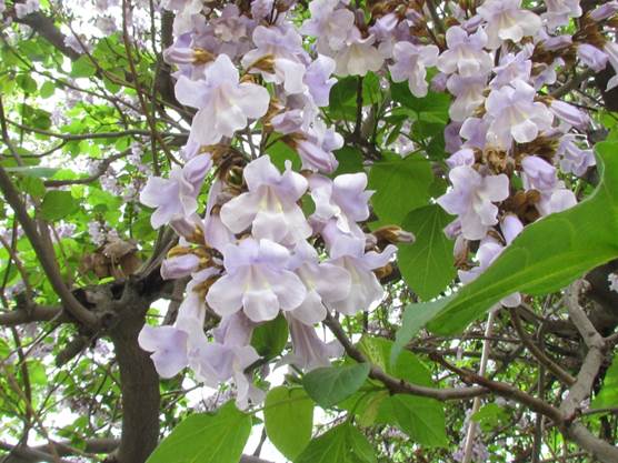 Descripción: Descripción: D:\flores x genero\Ornamentales varias\Ornamentales\Angio Dicots\IMG_2452 Paulownia (6).JPG