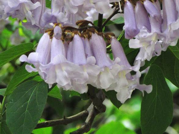 Descripción: Descripción: D:\flores x genero\Ornamentales varias\Ornamentales\Angio Dicots\IMG_2452 Paulownia (5).JPG