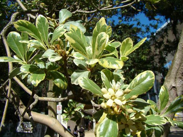 Descripción: D:\JM-disco duro\Vasculares x familia-todas\angiospermas-fotos-icon-textos\PITTOSPORACEA\Pittosporum tobira variegata Quinta Vergara FJMB.jpg
