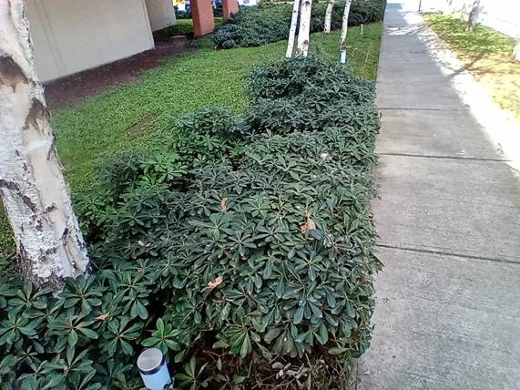 Descripción: D:\flores x genero\Ornamentales varias\Ornamentales\Pittosporus tobira (3).jpg