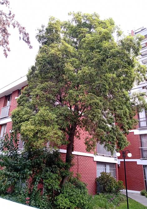 Descripción: D:\flores x genero\Ornamentales varias\Ornamentales\Pittosporus undulatus.jpg