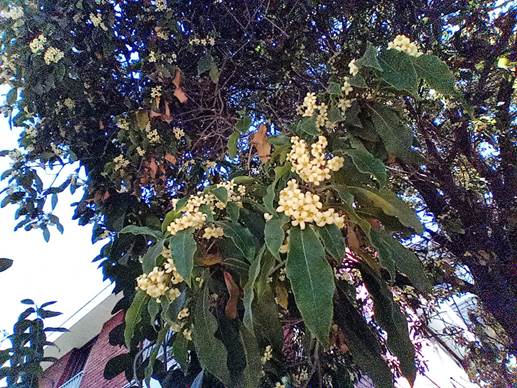 Descripción: D:\flores x genero\Ornamentales varias\Ornamentales\Pittosporus undulatus (3).jpg