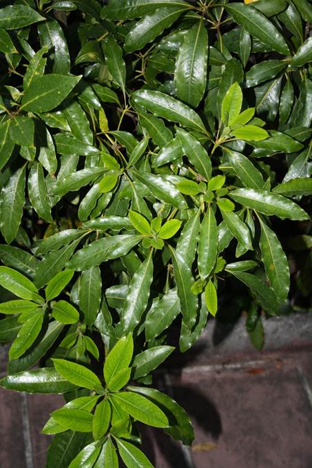 Descripción: D:\JM-disco duro\Vasculares x familia-todas\FOTOS\FOTOS CARPETAS DISCO ORIGINAL (SIN ORDEN)\Documentos respaldados DCJMB6554\Documents\Pittosporum undulatum Vent. FJMB9761873 (2).JPG