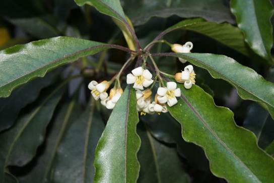 Descripción: D:\JM-disco duro\Vasculares x familia-todas\FOTOS\FOTOS CARPETAS DISCO ORIGINAL (SIN ORDEN)\RESPALDO DE DISCO DURO VIAJA A VICUÑA)\Copia Flora de Vicuña y mas (2) FJMB998 (RESPALDO)\IMAGENES DE VICUÑA Y MAS COPIA\Pittosporum undulatum FJMB1152 (3).JPG