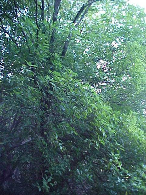 Descripción: http://www.chlorischile.cl/pitosporo/pitosporo1.jpg