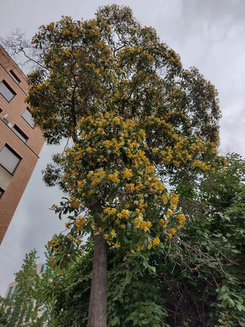 Descripción: D:\PUBLIC\trabajandolos\Enciclopedia exoticas\Pittosporaceae ST\hyjmeosporum flavum rl (2).jpg