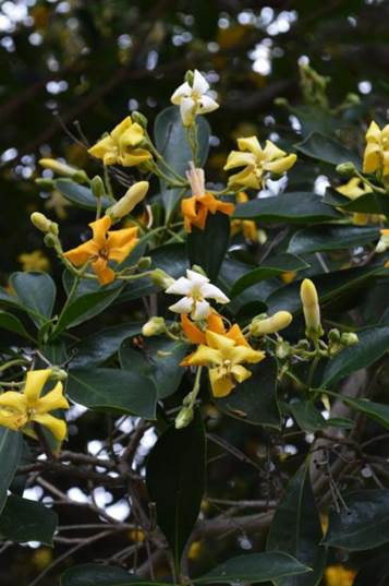 Descripción: D:\JM-disco duro\Vasculares x familia-todas\angiospermas-fotos-icon-textos\PITTOSPORACEA\Hymenosporum flavum (Hook.) F. Muell. J. Bot. Nacional FJMB 11 Nov. 2015 (3).JPG