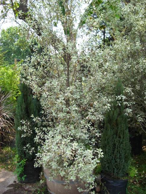 Descripción: D:\JM-disco duro\Vasculares x familia-todas\angiospermas-fotos-icon-textos\PITTOSPORACEA\Pittosporum tenuifolium variegata FJA (3).jpg