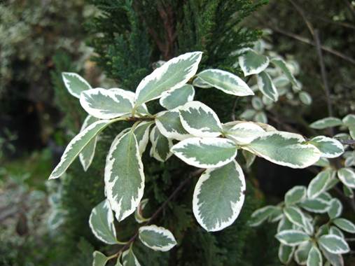 Descripción: D:\JM-disco duro\Vasculares x familia-todas\angiospermas-fotos-icon-textos\PITTOSPORACEA\Pittosporum tenuifolium variegata FJA (2).jpg