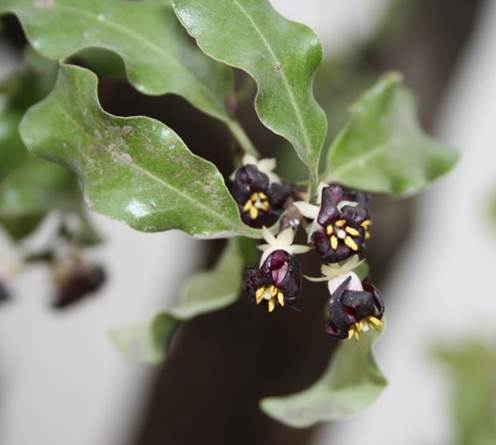 Descripción: D:\JM-disco duro\Vasculares x familia-todas\angiospermas-fotos-icon-textos\PITTOSPORACEA\Pittosporum tenuifolium FJMB (2).JPG