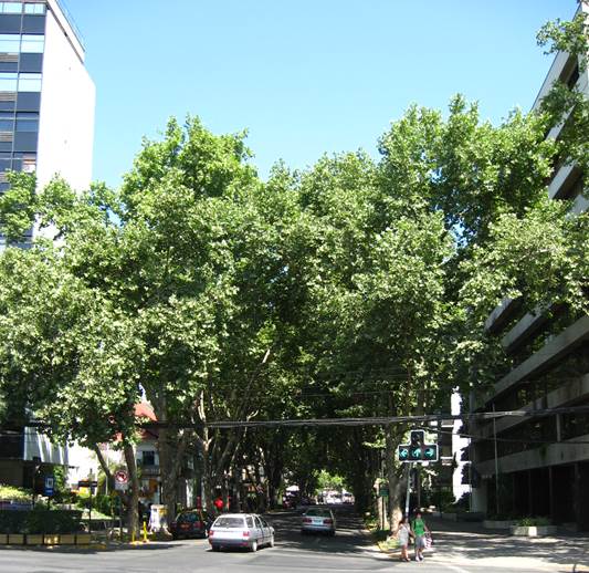 Descripción: D:\JM-disco duro\Vasculares x familia-todas\angiospermas-fotos-icon-textos\PLATANACEAE\Platanus x acerifolia. P. de Valdivia norte con los Españoles FJA (3).JPG