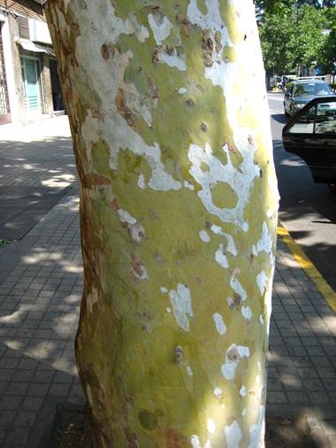 Descripción: D:\JM-disco duro\Vasculares x familia-todas\angiospermas-fotos-icon-textos\PLATANACEAE\Platanus x acerifolia. Tronco FJA.JPG