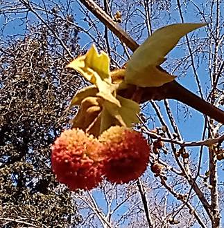 Descripción: D:\flores x genero\Ornamentales varias\Ornamentales\Platanus x acerifolia (4).jpg