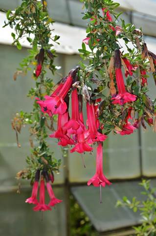 Descripción: Descripción: D:\JM-disco duro\Vasculares x familia-todas\angiospermas-fotos-icon-textos\POLEMONIACEA CHILE Y EXOTICAS\Cantua buxifolia Juss. ex Lam. J. Bot. Nacional FJMB 11 Nov. 2015 (3).JPG