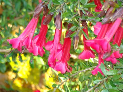 Descripción: Descripción: D:\JM-disco duro\Vasculares x familia-todas\angiospermas-fotos-icon-textos\POLEMONIACEA CHILE Y EXOTICAS\Cantua buxifolia Jardín Botánico de Viña del Mar FJMB (1).jpg