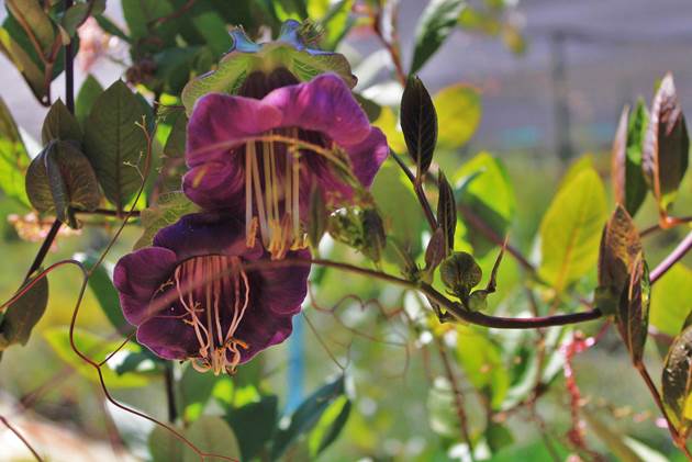 Descripci�n: D:\JM-disco duro\Vasculares x familia-todas\angiospermas-fotos-icon-textos\POLEMONIACEA CHILE  Y  EXOTICAS\Cobaea scandens FJA  Pullally (1).JPG