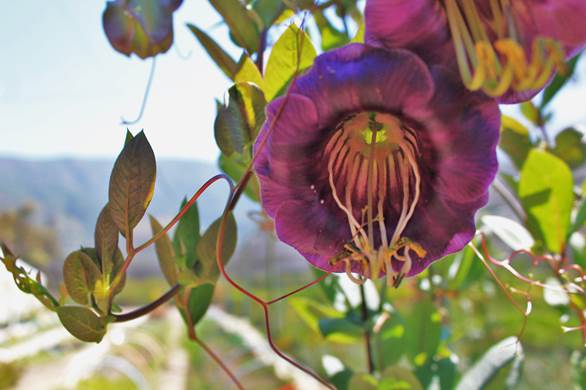 Descripci�n: D:\JM-disco duro\Vasculares x familia-todas\angiospermas-fotos-icon-textos\POLEMONIACEA CHILE  Y  EXOTICAS\Cobaea scandens FJA  Pullally (2).JPG