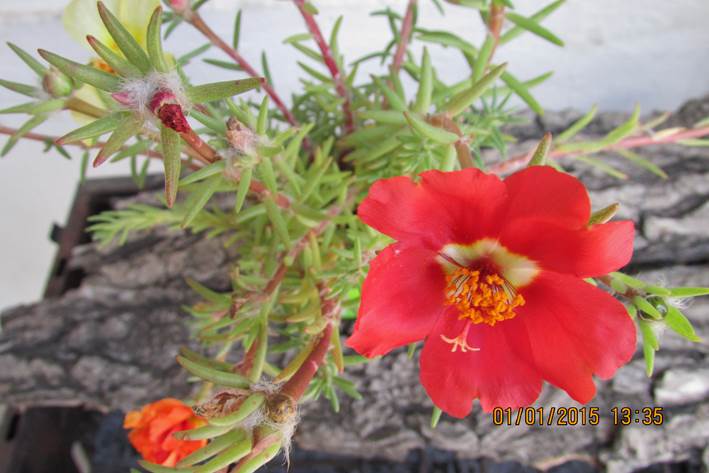 Descripci�n: D:\JM-disco duro\Vasculares x familia-todas\angiospermas-fotos-icon-textos\portulacaceae y Montiaceae\PORTULACACEAE  EXOTICAS\Portulaca grandiflora W. J. Hooker  Foto Marta Codegua  Enero 2015  (1).JPG